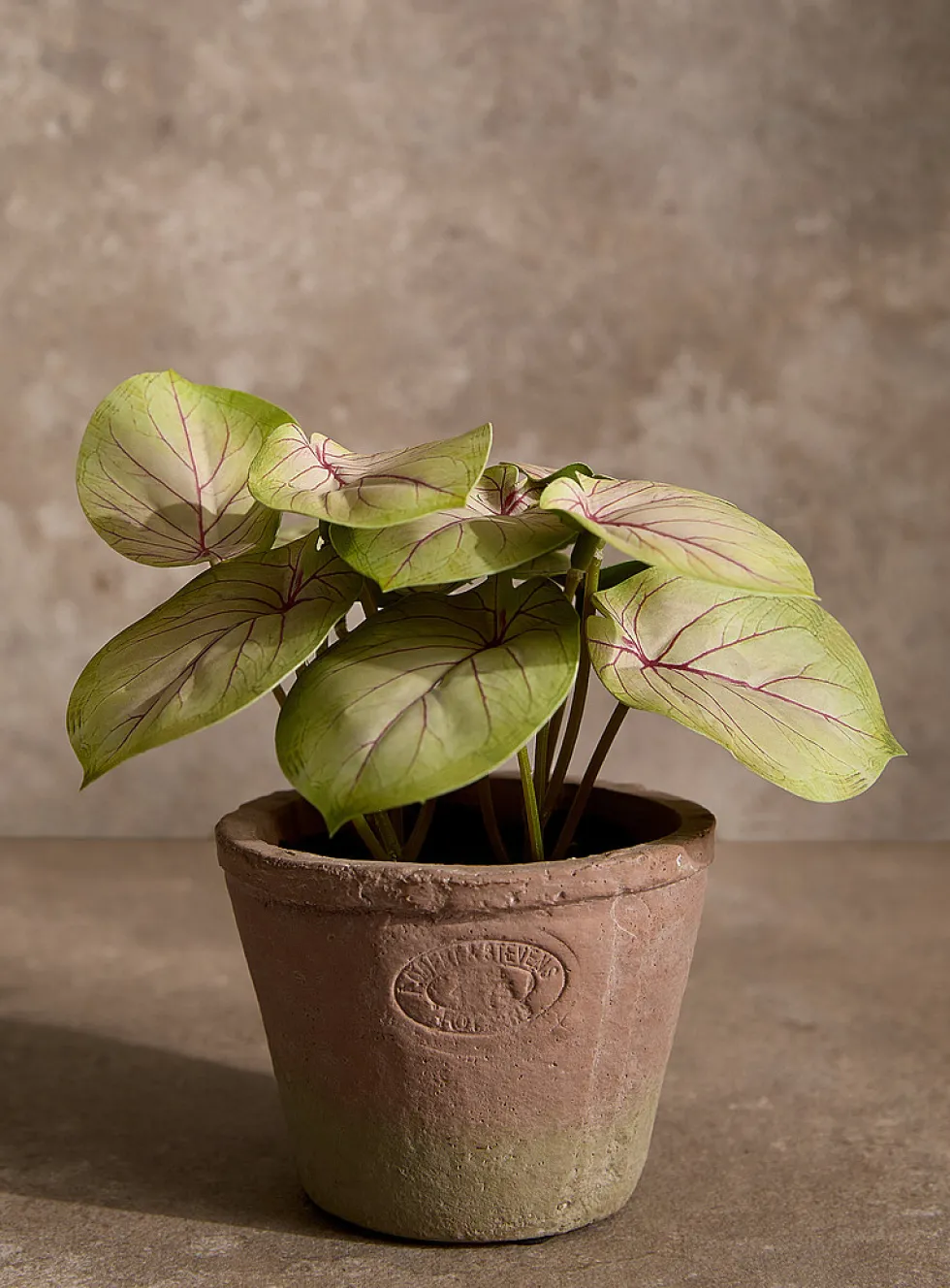Artificial fittonia plant
