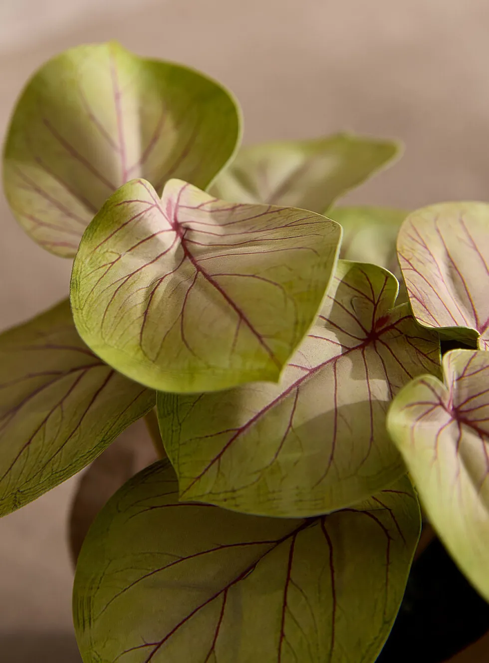 Artificial fittonia plant