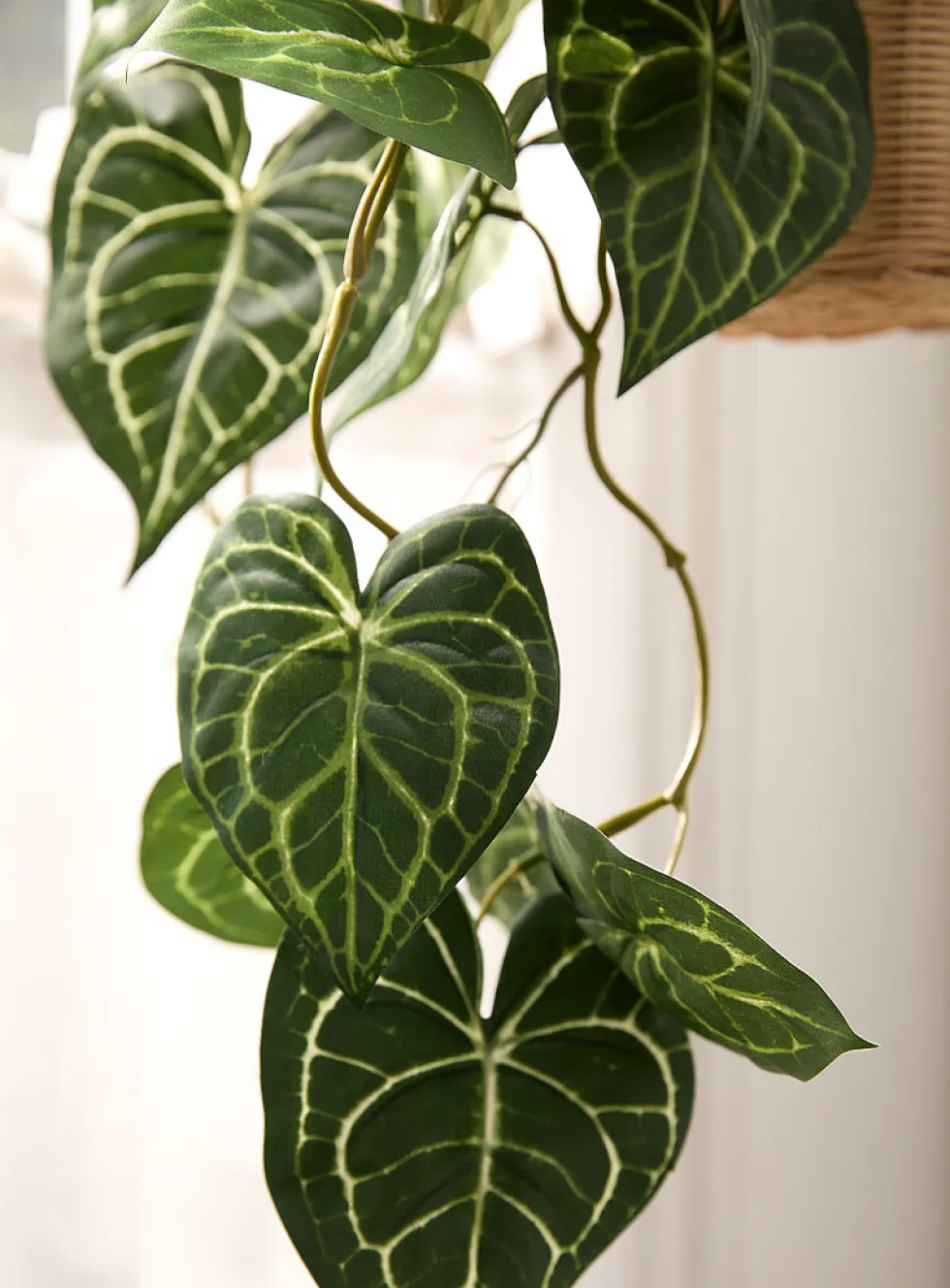 Hanging artificial pothos climbing plant